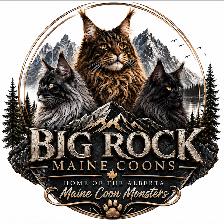 MAINE COONS TICA REGISTERED - Photo 2