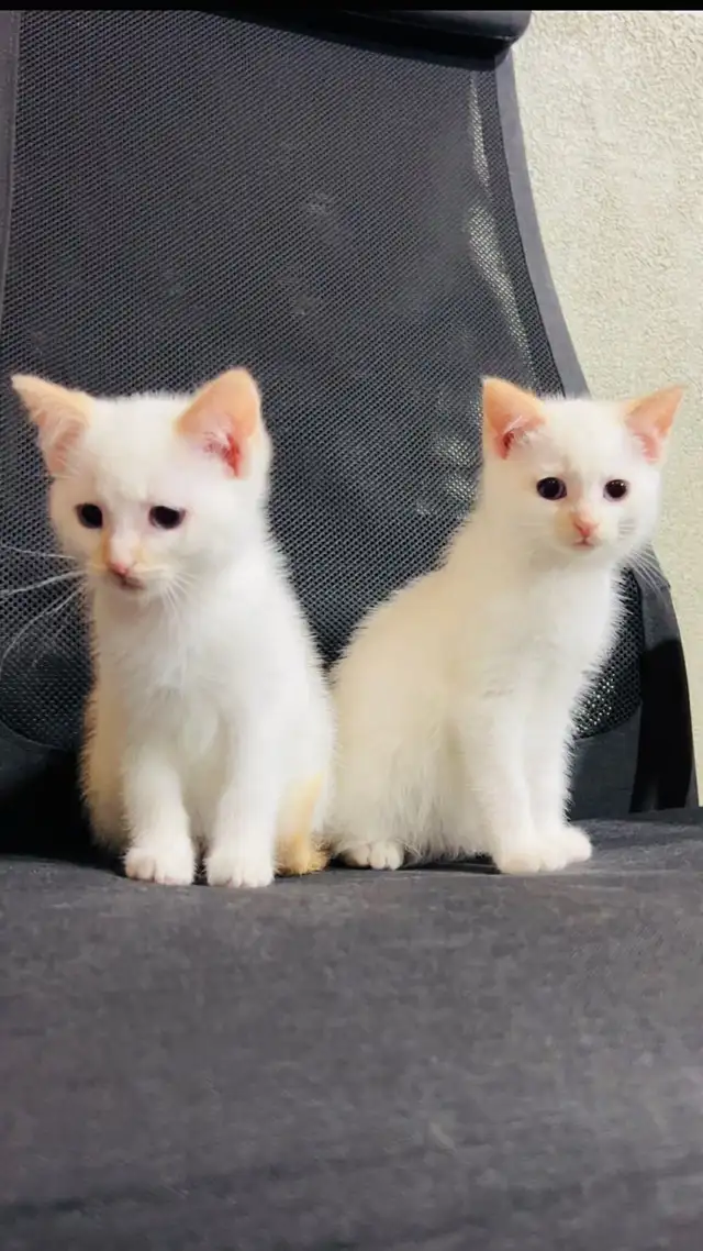 Turkish angora kittens male and female kittens