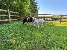 jument et bb miniature