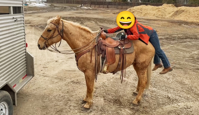 All around Palomino Gelding $15000.00Call 403-860-4478