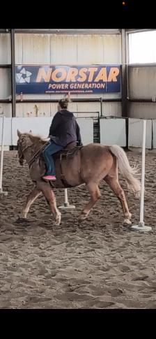All around Palomino Gelding $15000.00Call 403-860-4478 - Photo 2