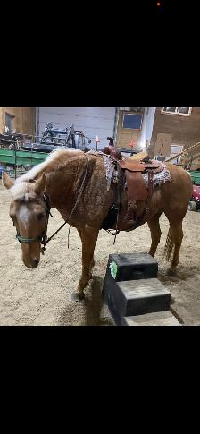 All around Palomino Gelding $15000.00Call 403-860-4478 - Photo 4