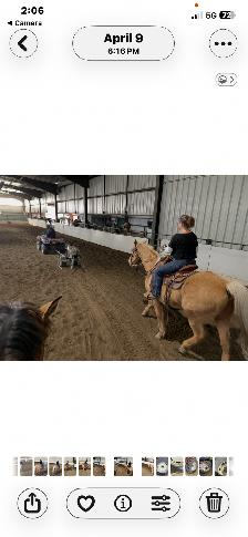 All around Palomino Gelding $15000.00Call 403-860-4478 - Photo 5
