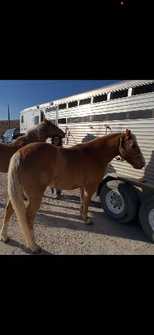 All around Palomino Gelding $15000.00Call 403-860-4478 - Photo 6