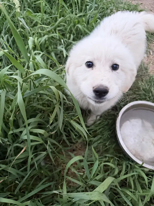 Great Pyrenees puppy