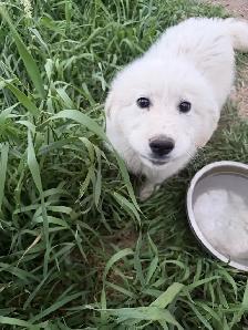 Great Pyrenees puppy