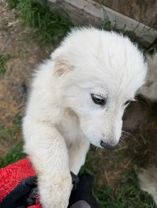 Great Pyrenees puppy - Photo 2