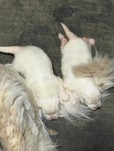 Great Pyrenees puppy - Photo 3