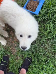 Great Pyrenees puppy - Photo 4