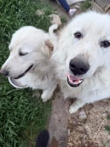 Great Pyrenees puppy - Photo 5