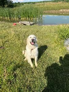 Great Pyrenees puppy - Photo 6