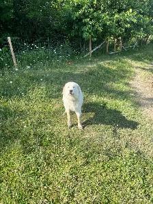 Great Pyrenees puppy - Photo 7
