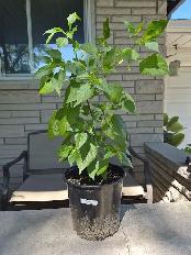 Award Winning - Aji Rico Pepper Plant St. Catarines