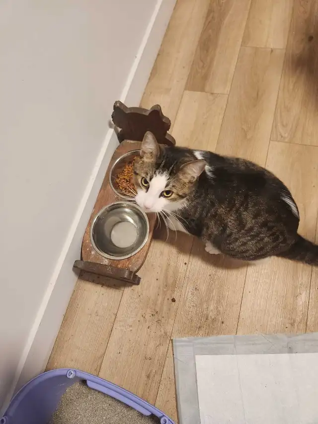 chat opéré à donné