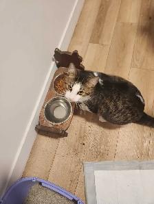 chat opéré à donné