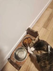 chat opéré à donné - Photo 2