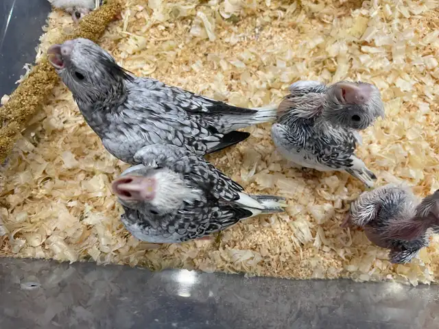 Cocktail White Face baby's.