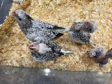 Cocktail White Face baby's.