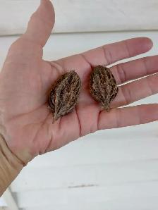 Une noix au goût de BEURRE ? Noyers cendrés en pot à vendre. - Photo 2