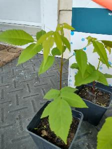 Une noix au goût de BEURRE ? Noyers cendrés en pot à vendre. - Photo 5