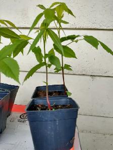 Une noix au goût de BEURRE ? Noyers cendrés en pot à vendre. - Photo 6