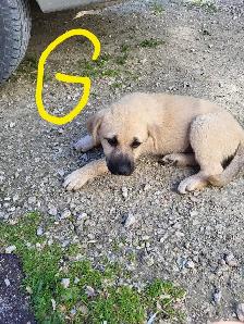 Puppies!
