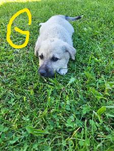 Puppies! - Photo 2