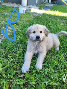 Puppies! - Photo 3
