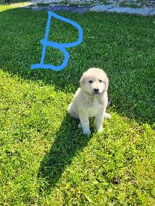 Puppies! - Photo 4