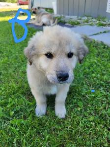 Puppies! - Photo 5