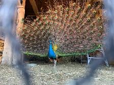 Mature male peacock
