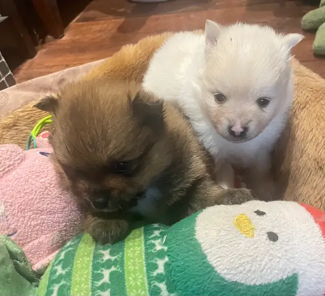 Pomeranian