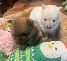 Pomeranian