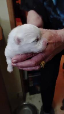 Pomeranian - Photo 3