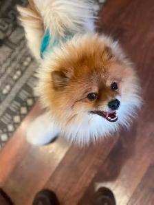 Pomeranian - Photo 5