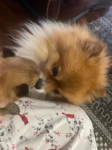 Pomeranian - Photo 6