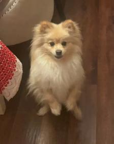 Pomeranian - Photo 7