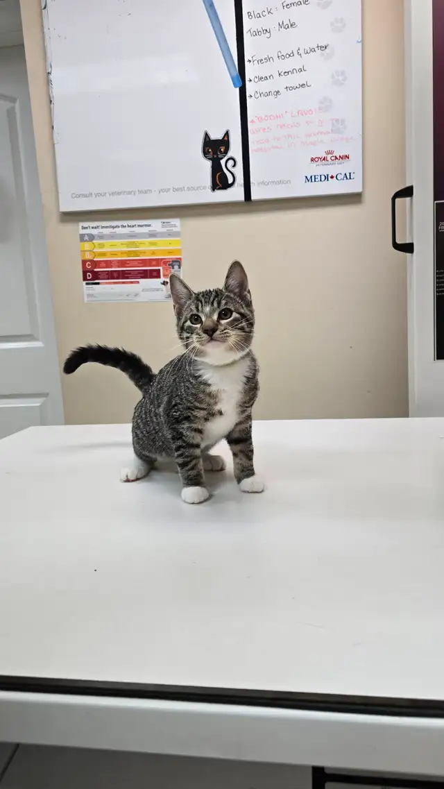 Lovely kittens for adoption