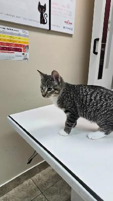 Lovely kittens for adoption - Photo 5