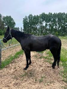 4 yr black gelding
