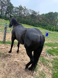 4 yr black gelding - Photo 2