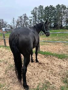 4 yr black gelding - Photo 3
