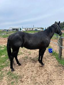 4 yr black gelding - Photo 4