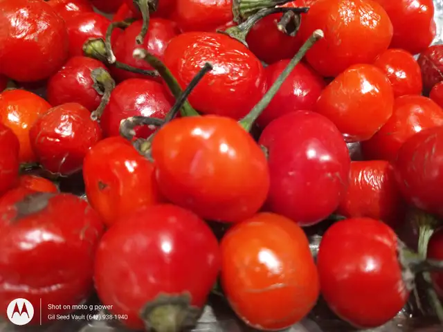 Rare Exotic Chili Pepper Plants Guyana Wiri Charapita Aji Rico