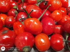 Rare Exotic Chili Pepper Plants Guyana Wiri Charapita Aji Rico