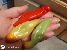 Rare Exotic Chili Pepper Plants Guyana Wiri Charapita Aji Rico - Photo 2