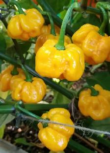 Yellow Gold Scotch Bonnet Chili Pepper Plant St.Catharines Org.