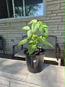Yellow Gold Scotch Bonnet Chili Pepper Plant St.Catharines Org. - Photo 2