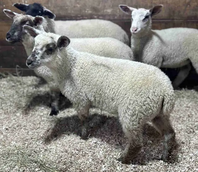 Sheep for sale.