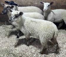 Sheep for sale.